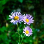 Wildflowers in Banff in July
